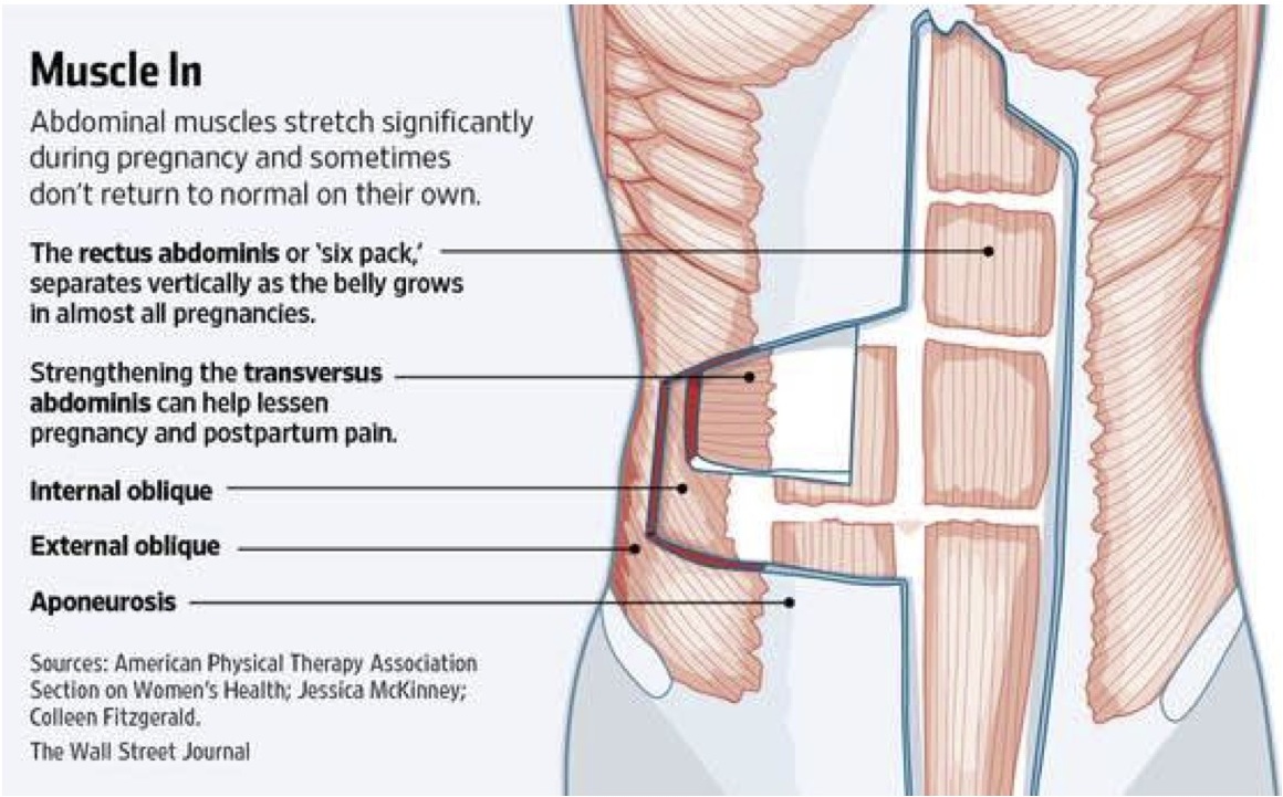 rectus abdominis stretch